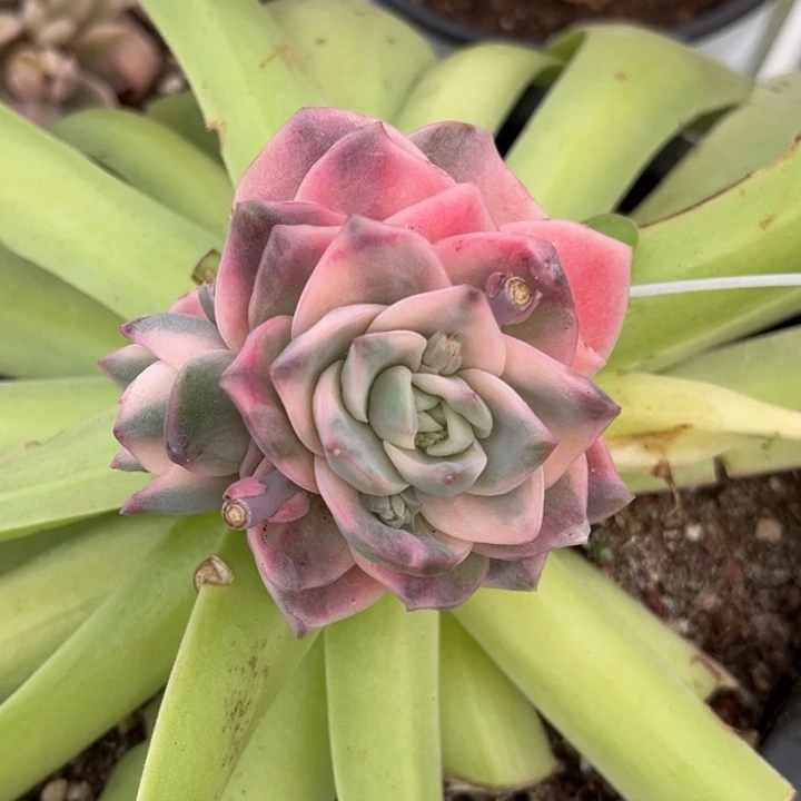 可爱玫瑰锦彩锦一颗