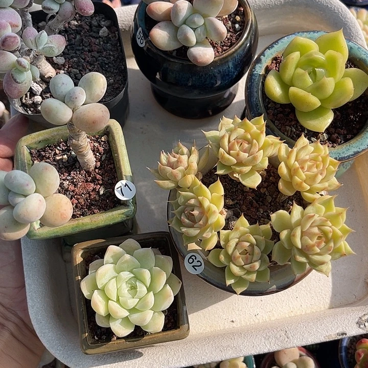 月***路一物一拍原盆原土