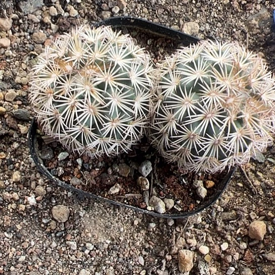 梅*酒实生顶花海胆567788