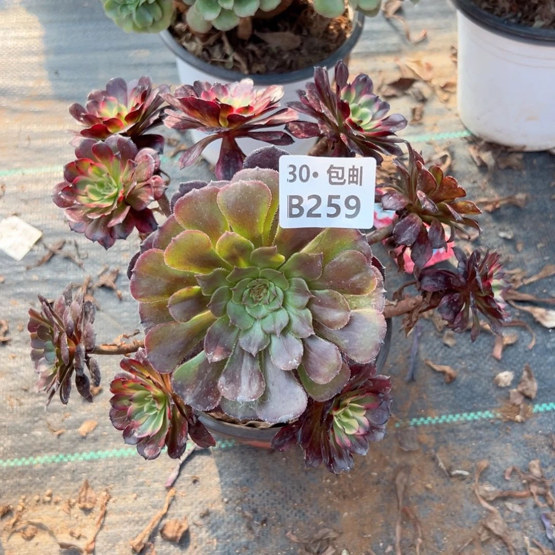 259美姬多肉侧枝不断枝