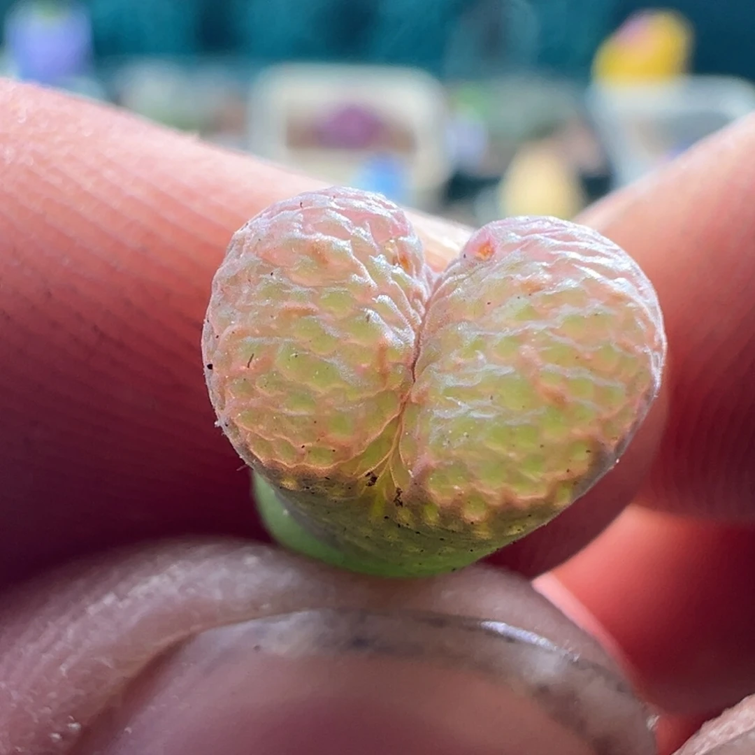 1070泡泡勋章一颗福利