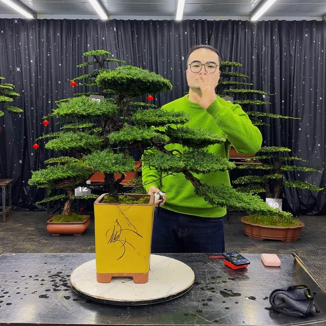 龙爪松高端造型盆景