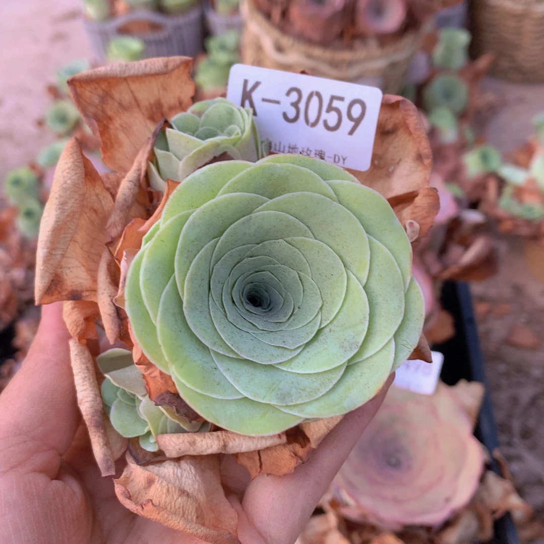 3059福利f vvvvvvvvv