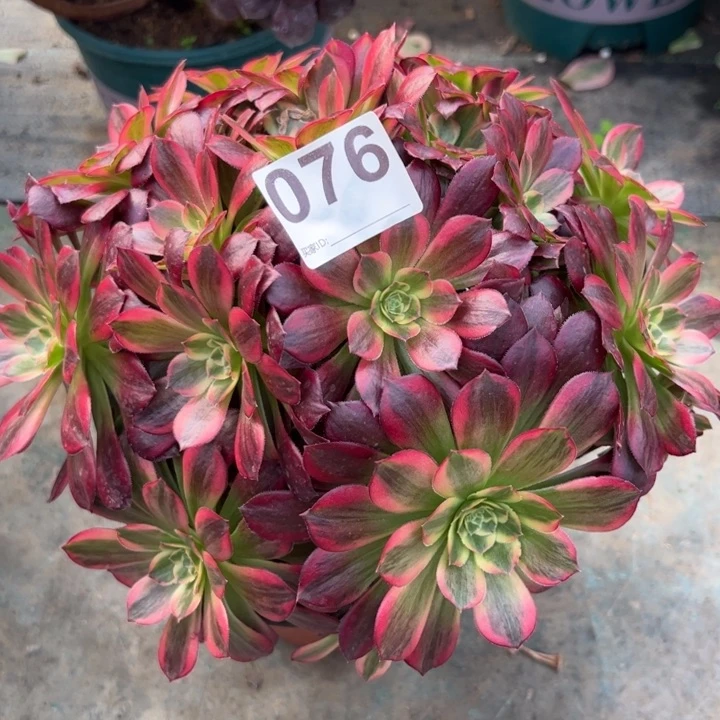 076安娜22厘米左右