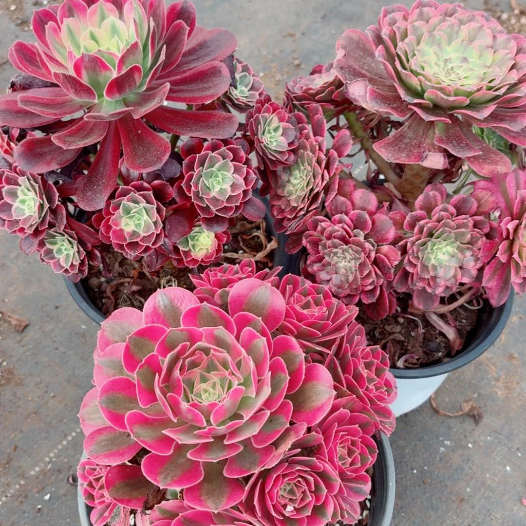 白婚纱+云彩+女巫捧花多肉法师量拍