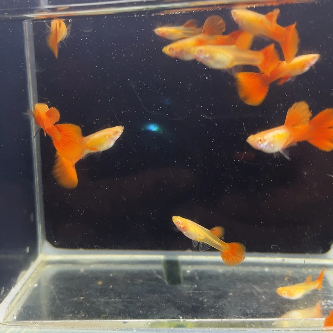 孔雀鱼一缸爱尔银鱼
