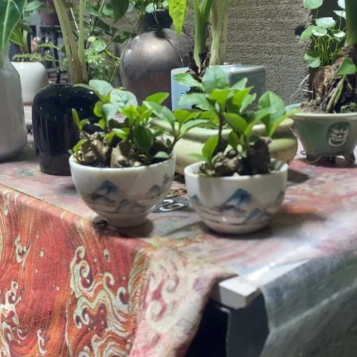 X***J无花朵退款拉黑拉黑205