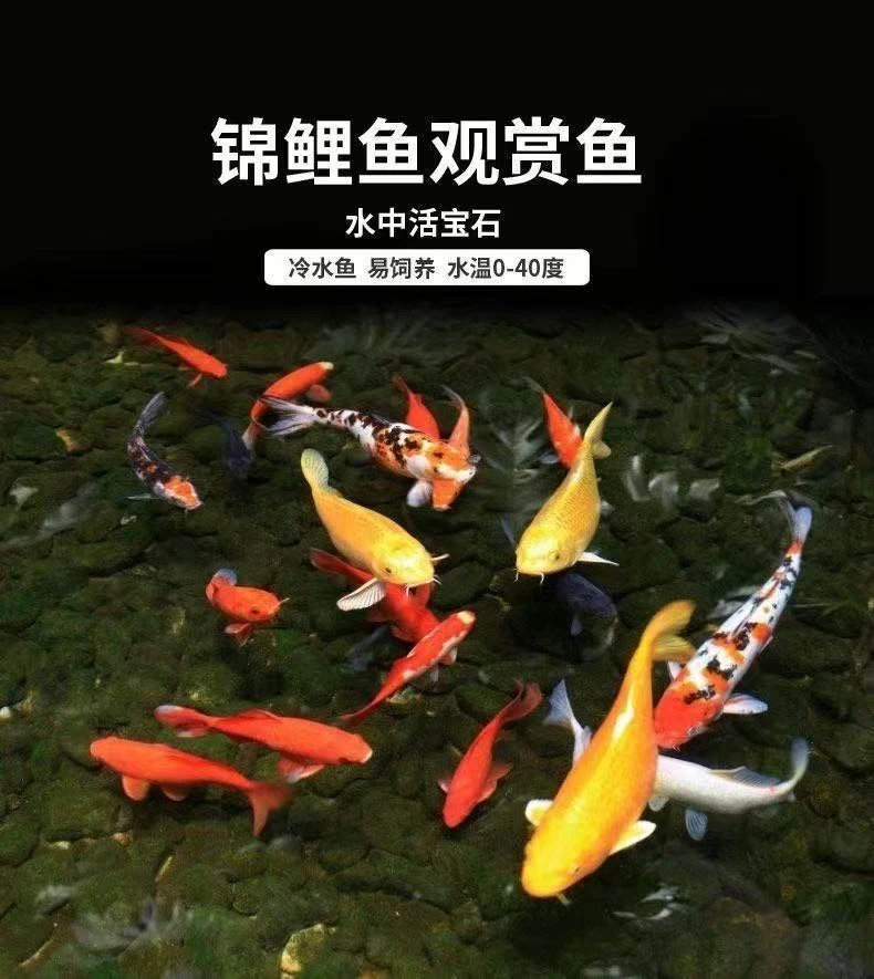 纯种锦鲤活体冷水观赏鱼耐活好养淡水锦鲤观赏鱼招财鱼