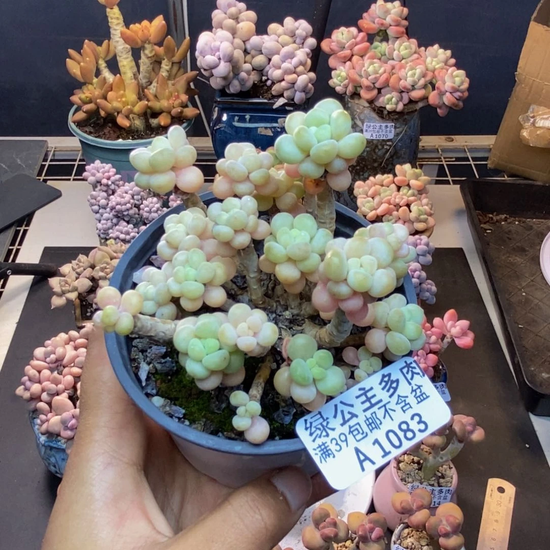 083花朵鱼子酱多肉7c