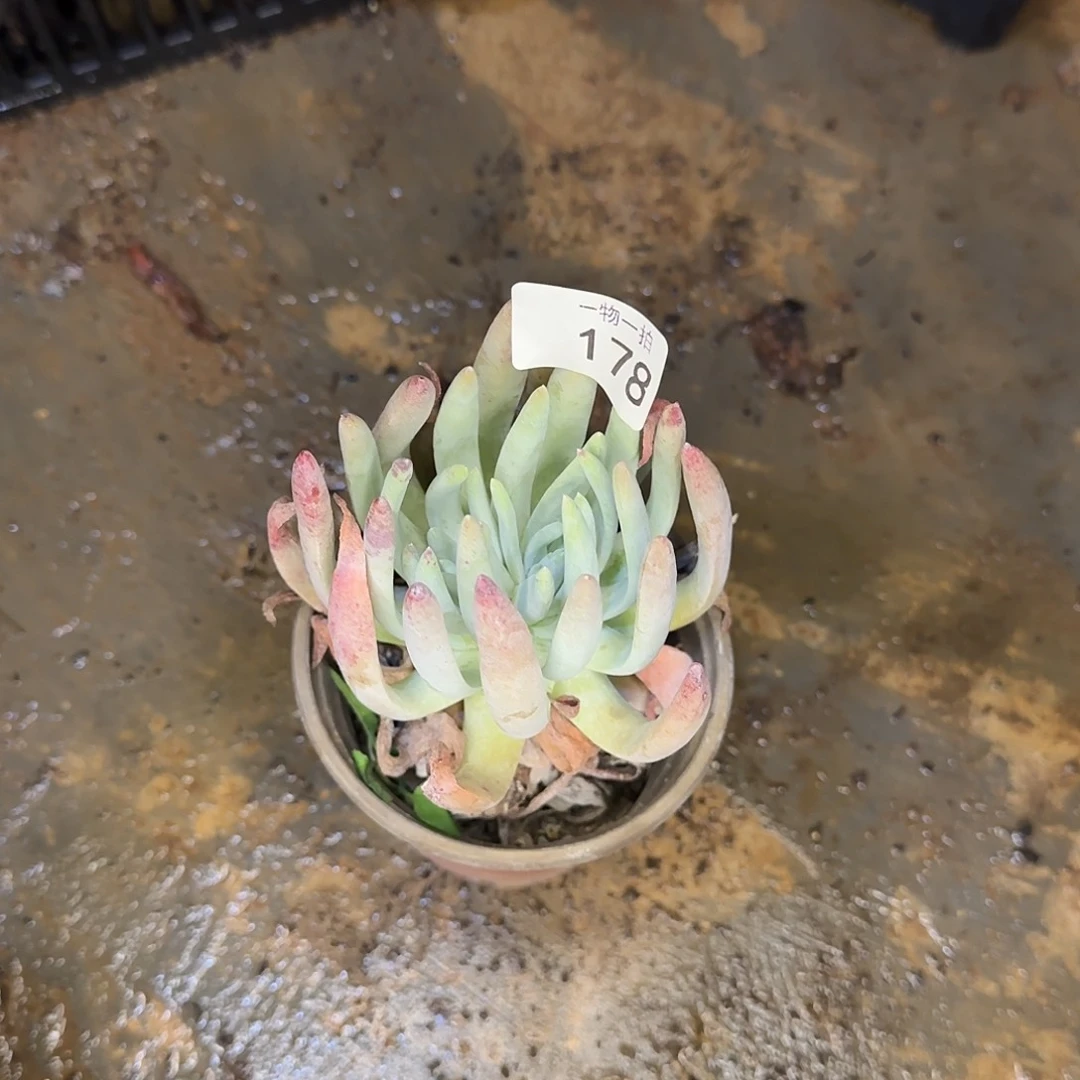 居*178号 一物一拍