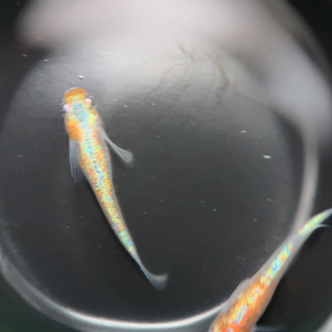 青鳉编号 26 克拉斯 1 对