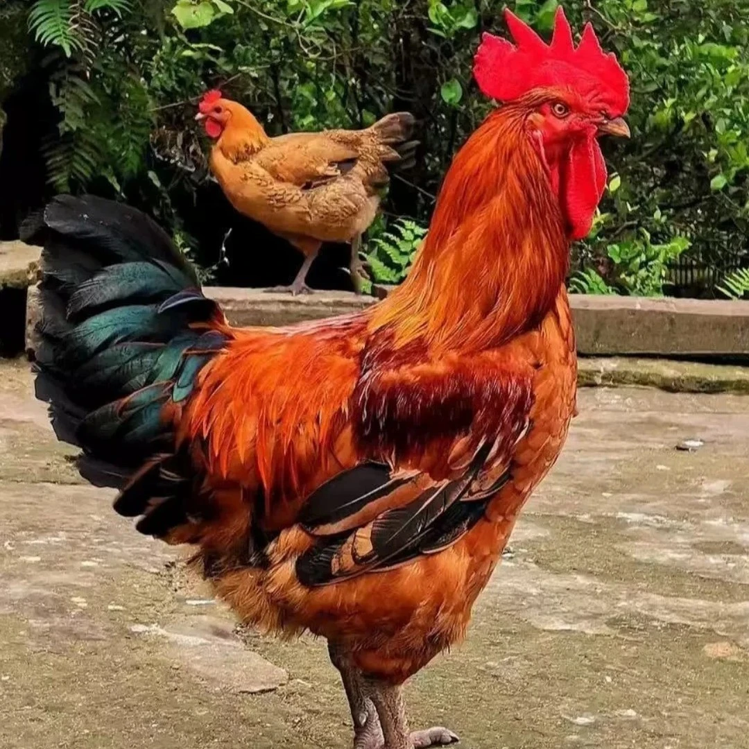 【送福利！今天下单发12只】宠物活体健康九斤红鸡仔