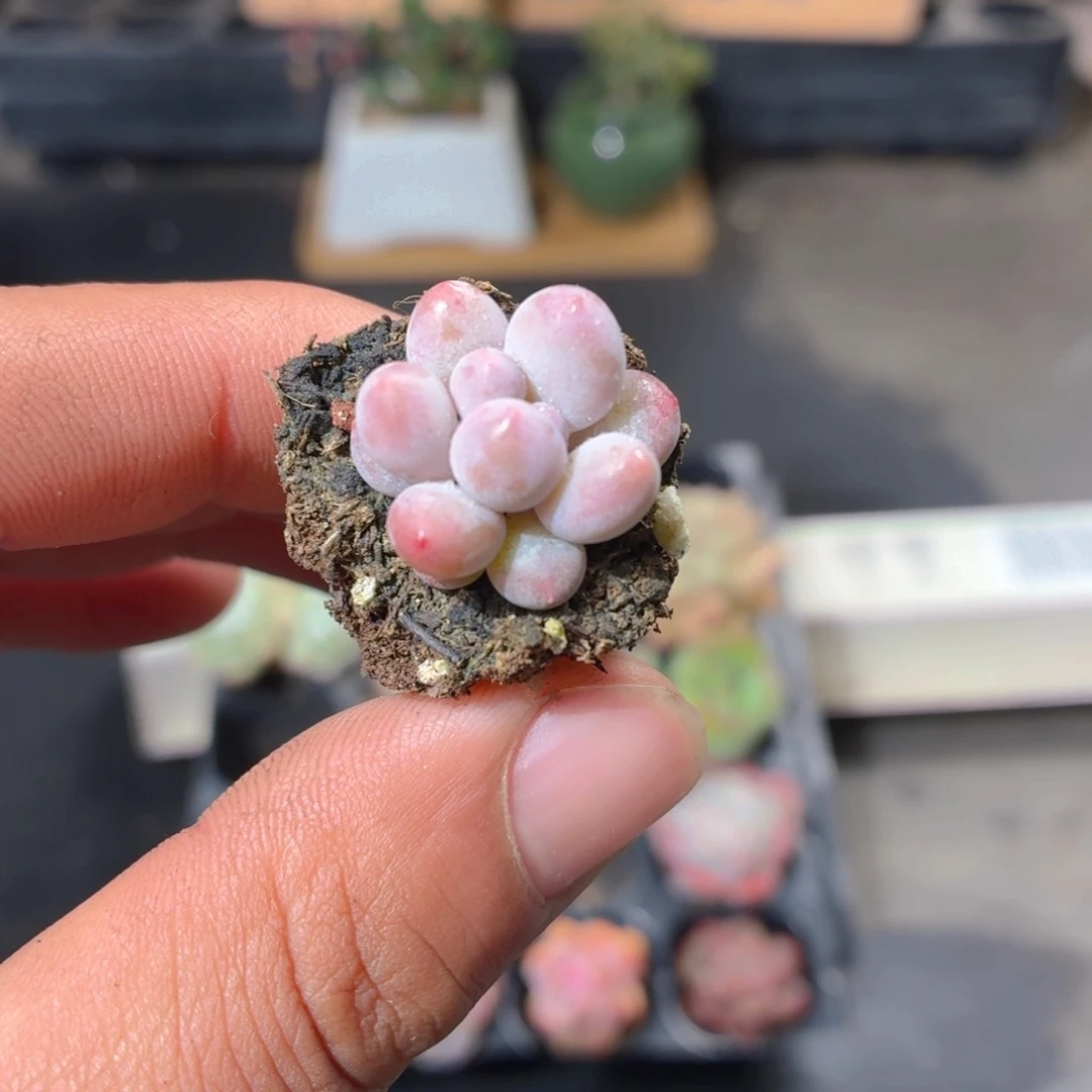 汤圆多肉9.9包邮发货