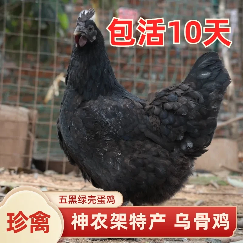 五黑鸡 五黑一绿鸡绿壳蛋脱温鸡活体鸡苗包邮宠物鸡