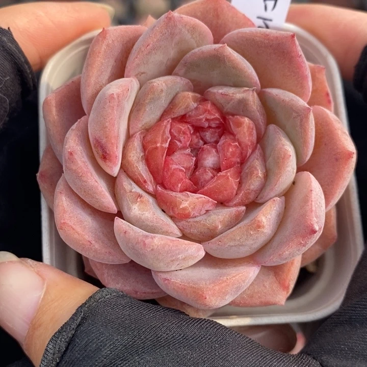 1221-528，糖心多肉