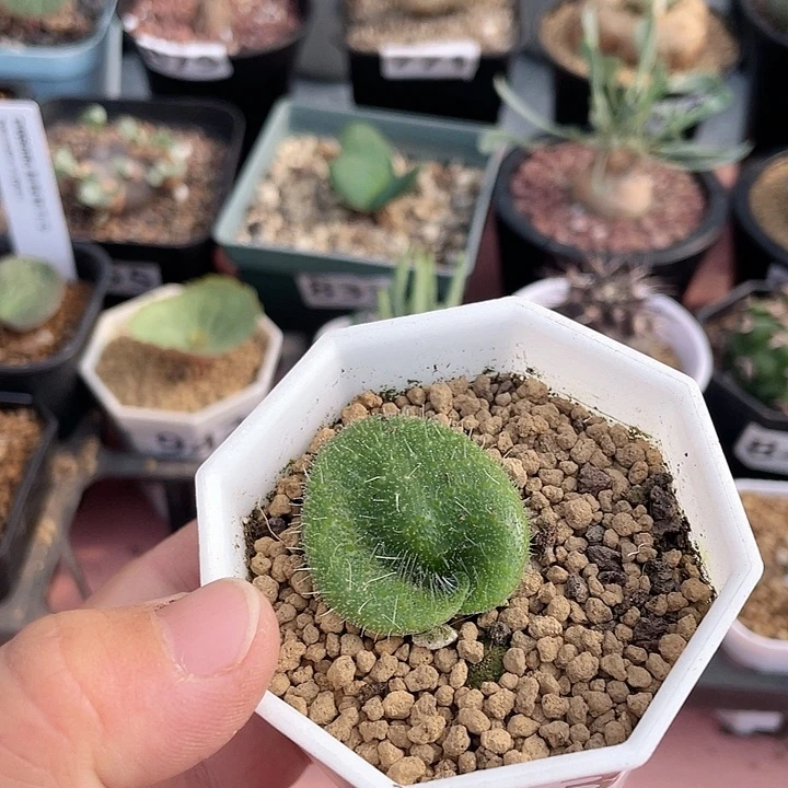 937毛爱心立金花块根