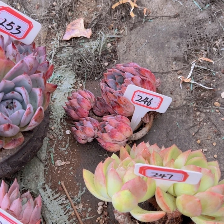 A***mA246卡系一物一拍25.8