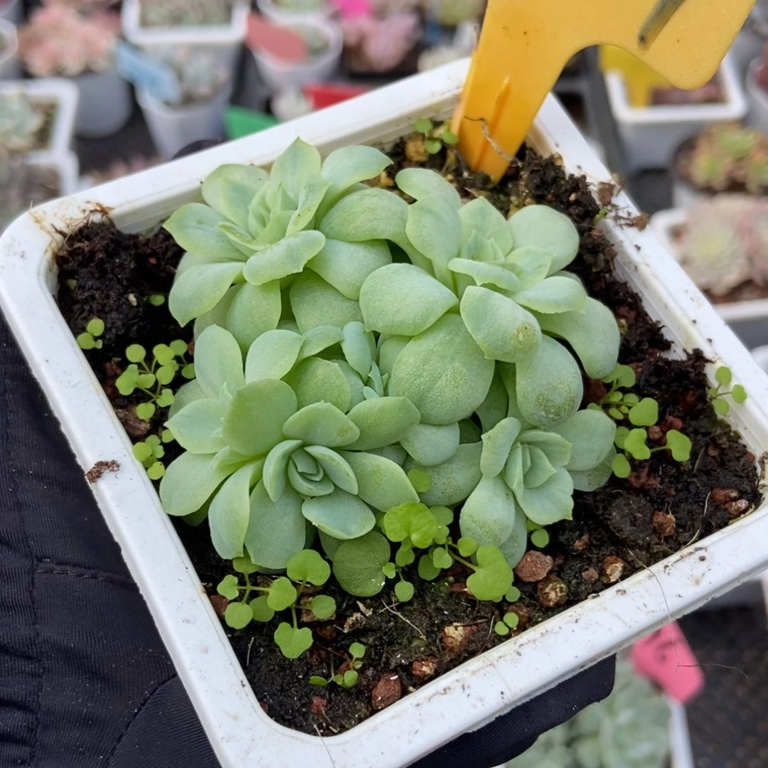 2124泡泡纱多肉植物