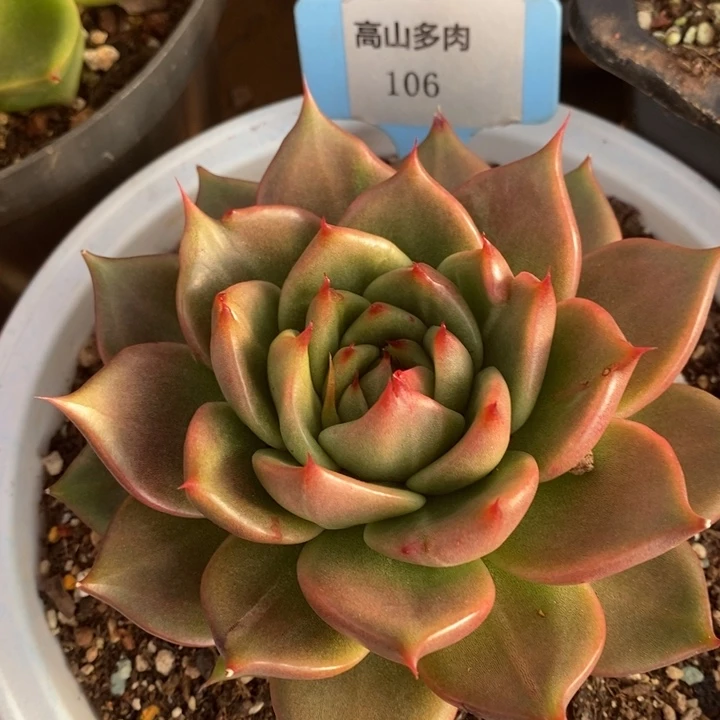 D106- 直播福利 东云带锦