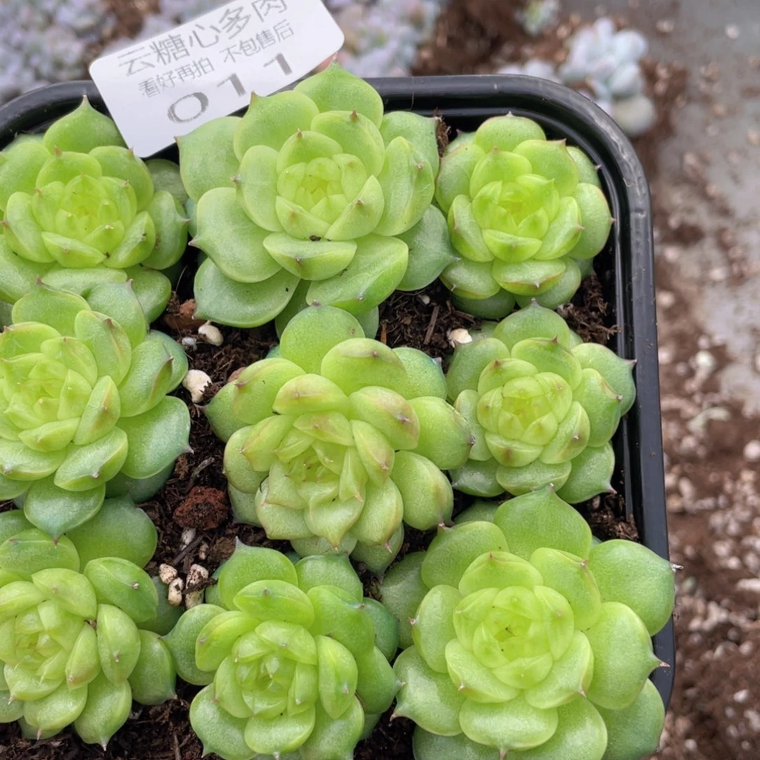 云糖心多肉植物11