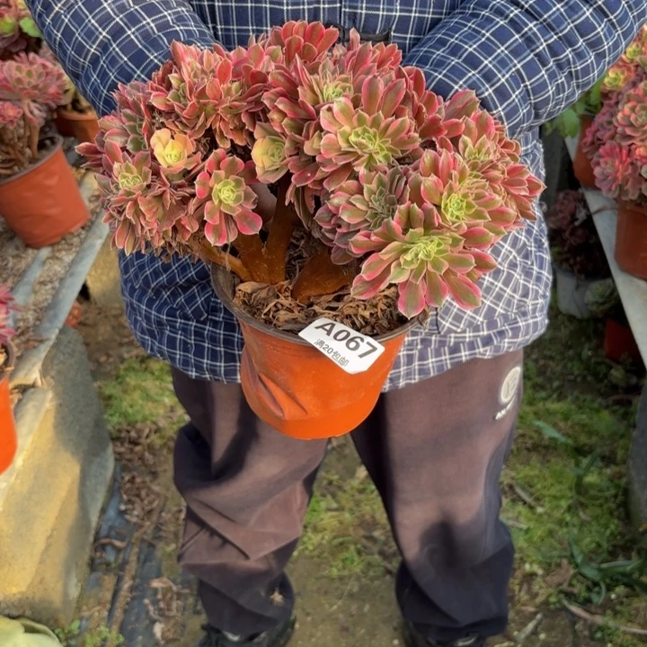 岁***好瑞妈，。。。。。067女巫缀