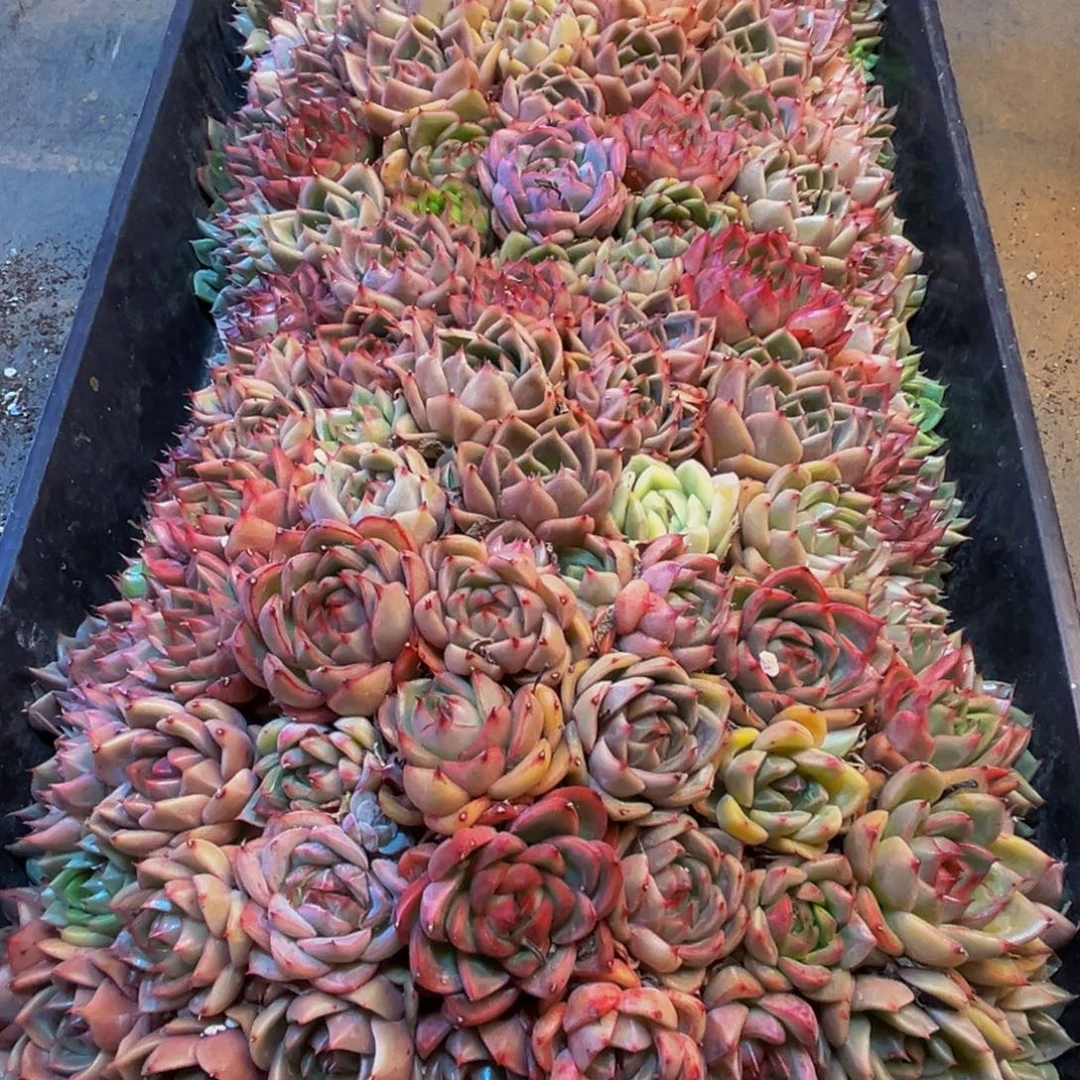 538多肉植物和植物在这里