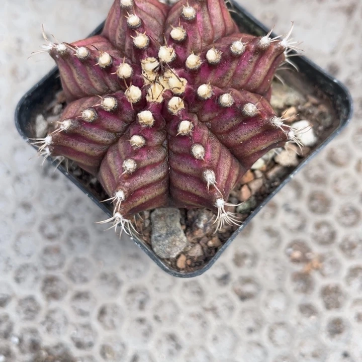 E***s实生肋骨海神带盆发