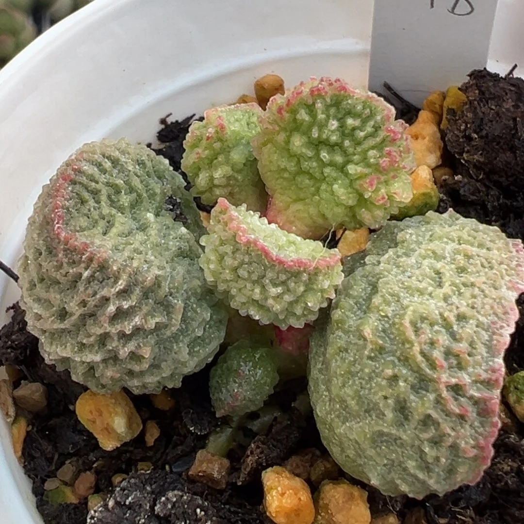 59缠绕纹实生新品