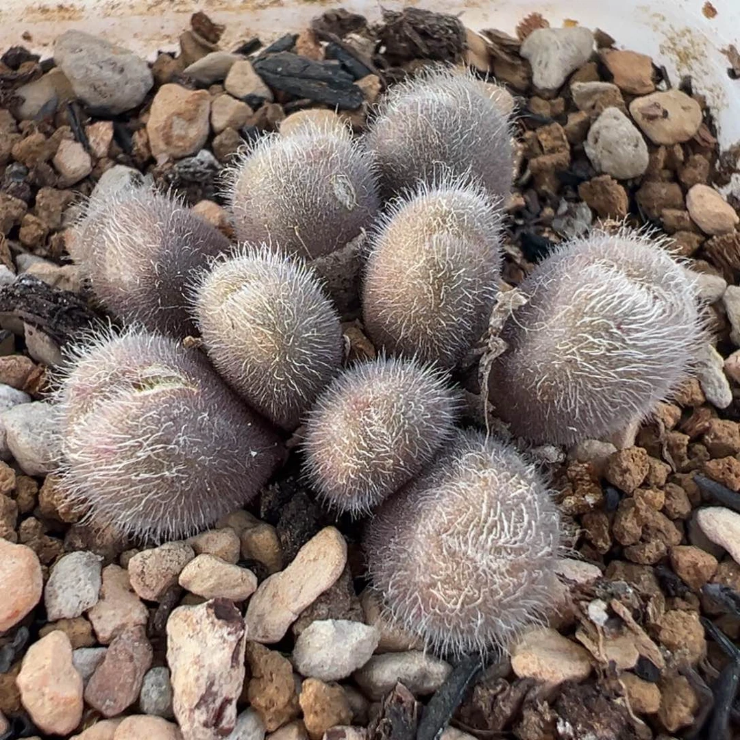 毛球多肉植物盆栽栽培