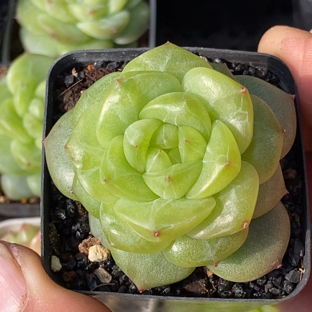 天官赐福百无禁忌