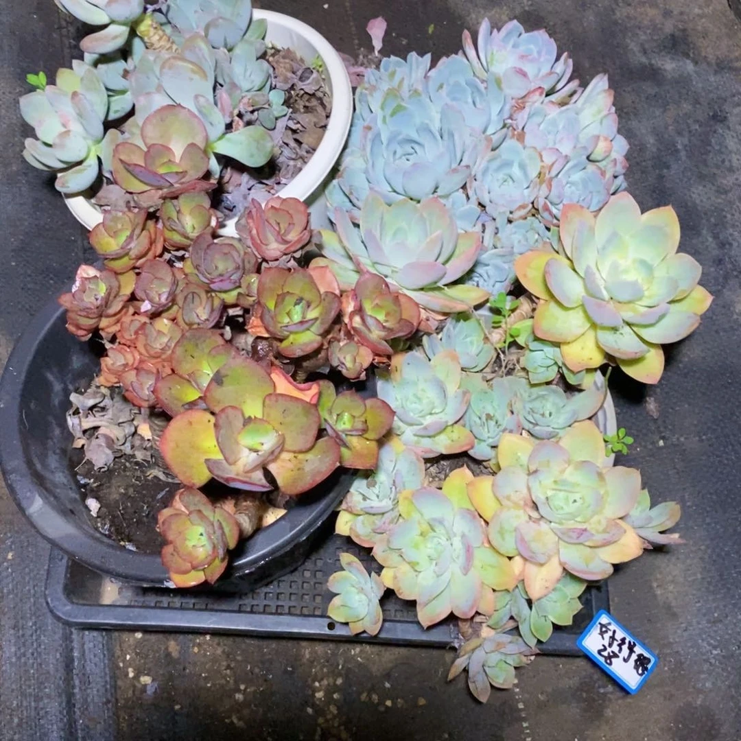 好***很一物一拍一物一拍