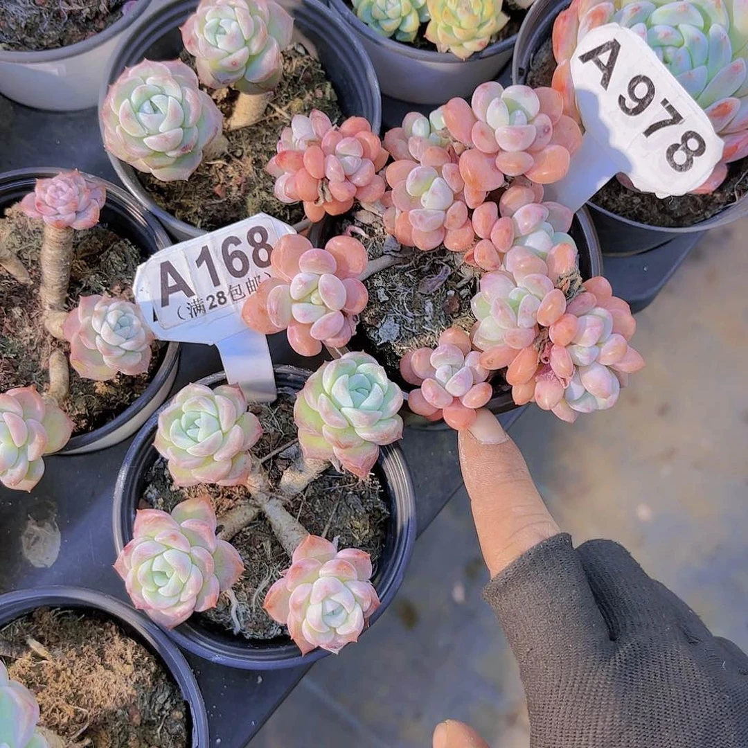 铜***.A978白鹿一物一拍