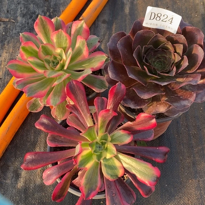 824魅金邀月美杜莎多肉3颗