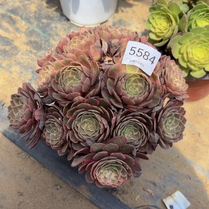 夜宴多肉处理不包断头5584