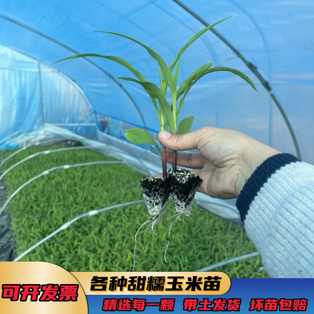 玉米苗超甜早熟水果玉米苗黑玉米苗甜糯玉米粘玉米苗盆栽高产秧苗
