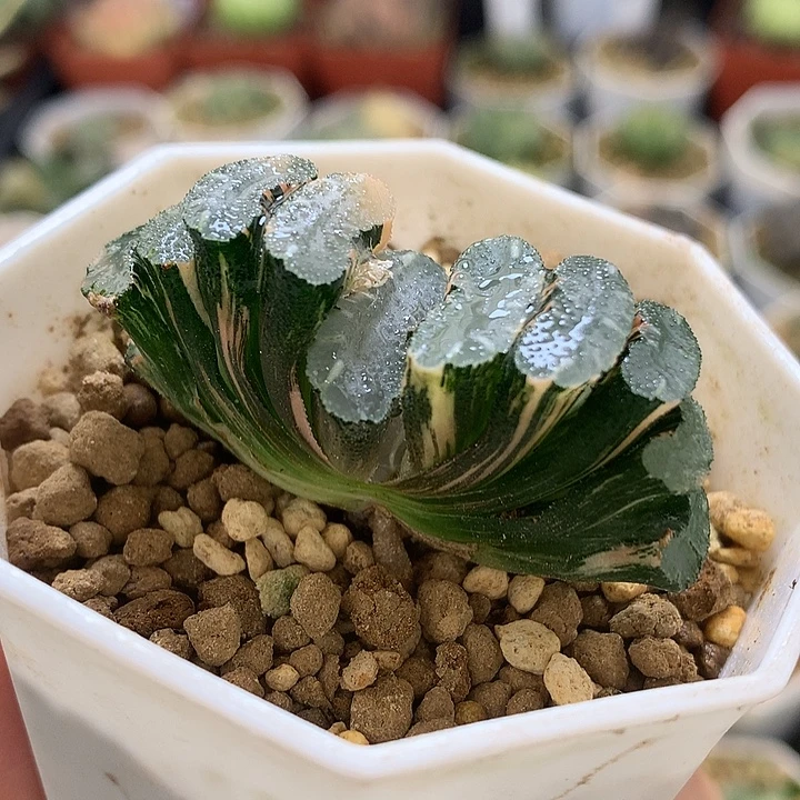玉扇锦带盆土发货
