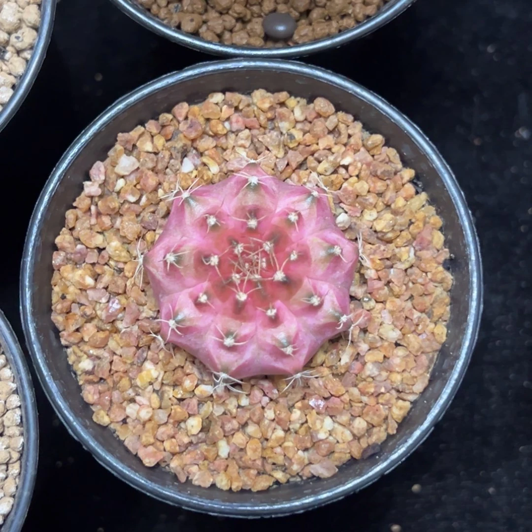 实生轮回带盆土发货10