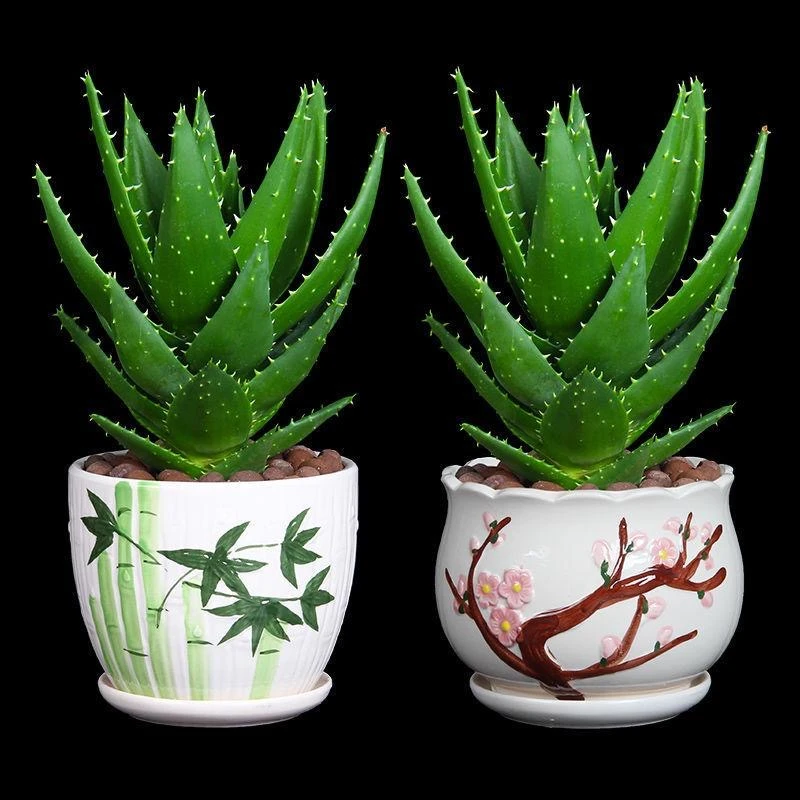 大颗不夜城芦荟耐旱好养新鲜空气多肉植物下单包邮