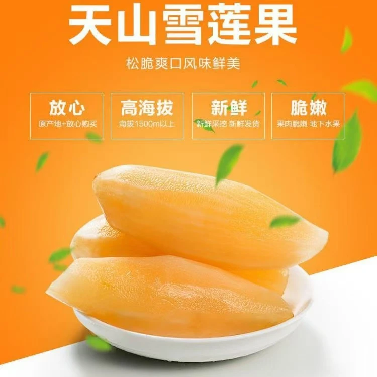 云南高原红土地雪莲果现挖现发3/5/9/斤包邮