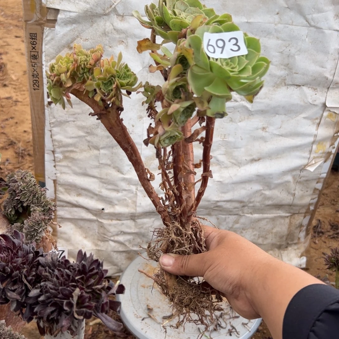 有伤万缀693满28包邮