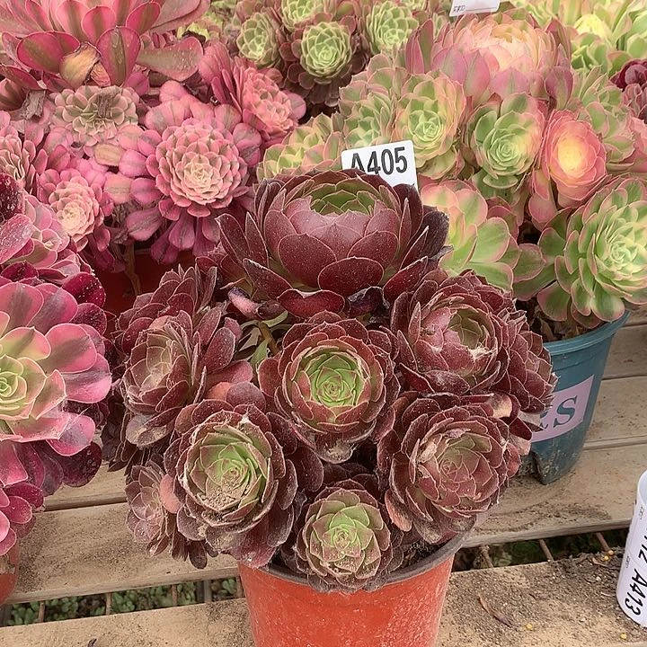 405 赤焰莲多肉大师