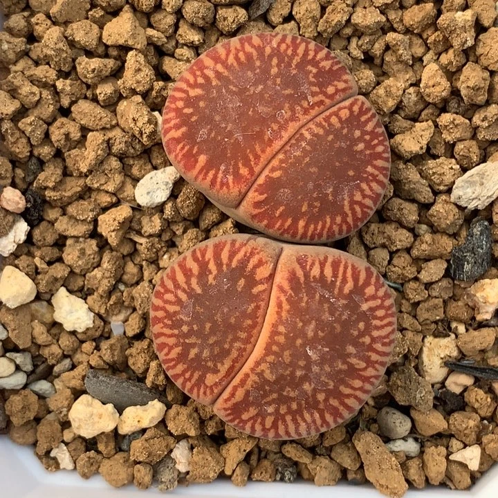 精品多肉植物lmp4