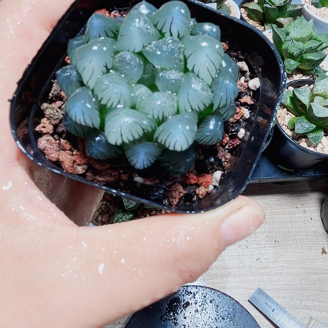 冰灯玉露多肉植物666