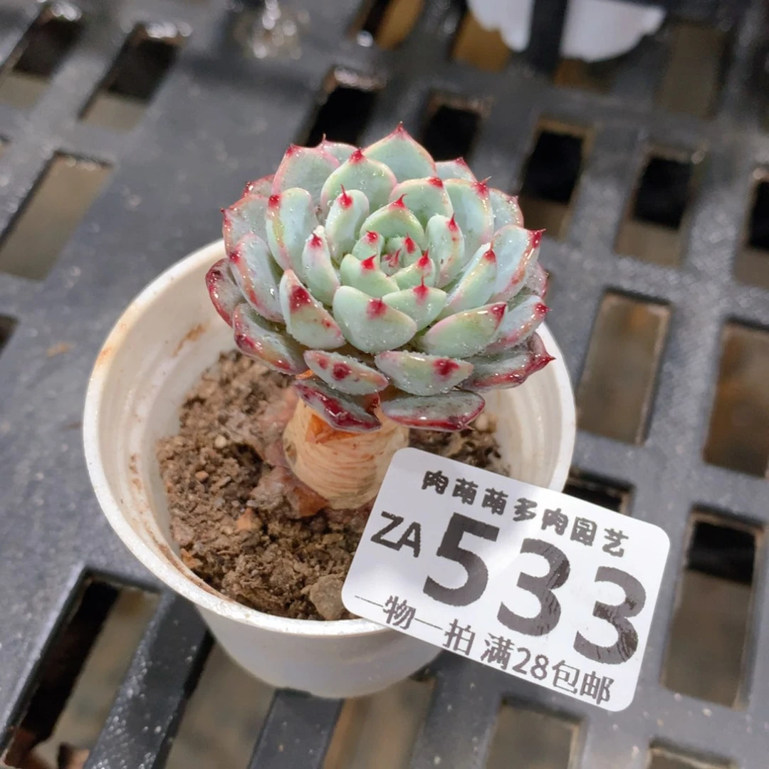 肉萌萌拇指盆精控多肉ZA533