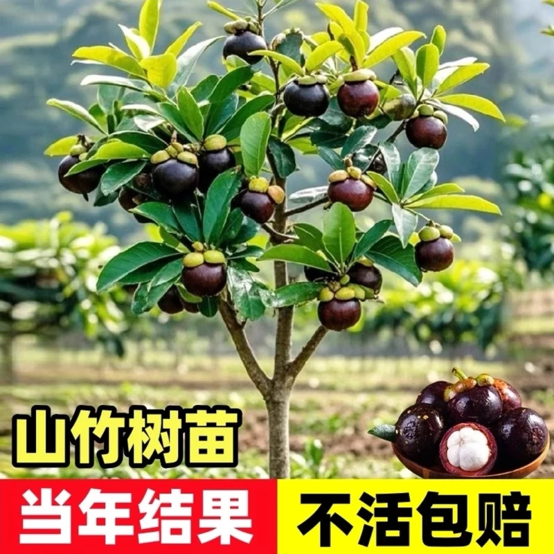 【山竹树苗】矮化无籽山竹果树苗阳台庭院盆栽地栽种植果树苗