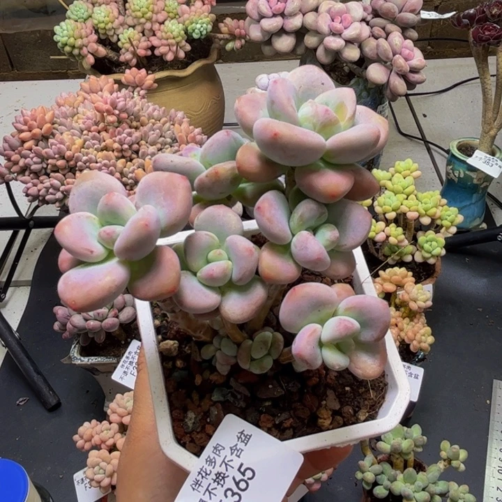 樱花洛神365:8cm多肉