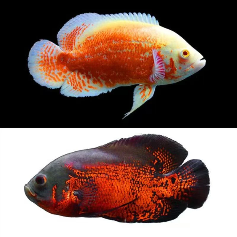 尊鲨黑白地图鱼猪仔鱼大型淡水宠物热带观赏鱼活体