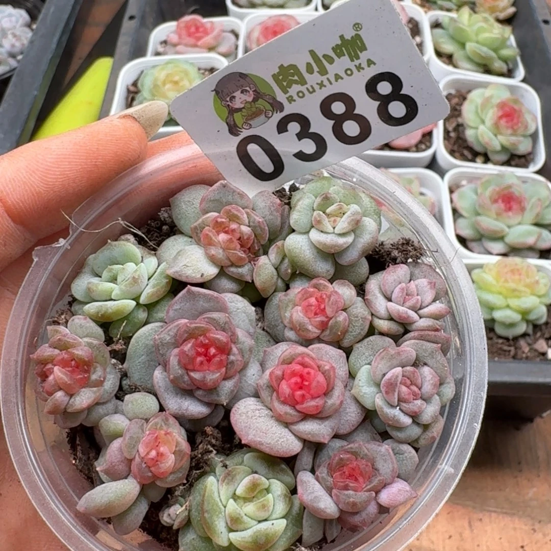 多肉植物多肉植物