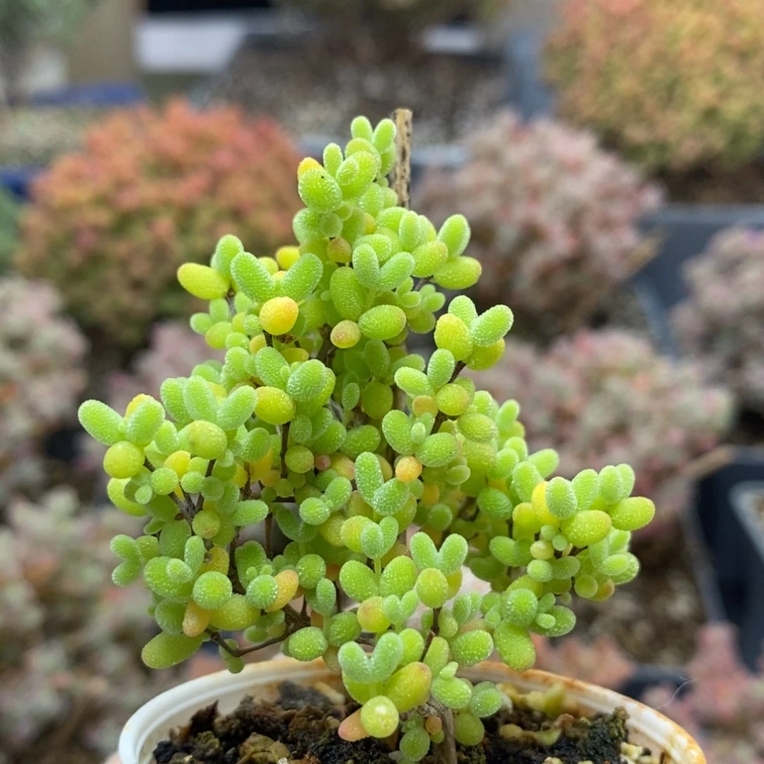 蜜橘糖球5309枝干番杏