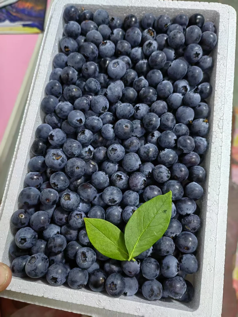庄河现摘蓝莓【 坏果包赔】